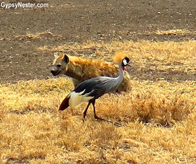 A hyena and a crown crane in Ngorongoro Conservation Area in Tanzania, Africa