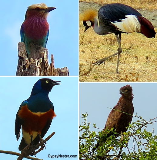 The colorful birds of Tarangire National Park - lilac-breasted roller, a crown crane, a superb starling and a brown snake eagle. With Discover Corps