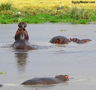 A bloat of hippos in Ngorongoro Conservation Area in Tanzania, Africa with Discover Corps