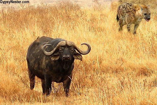A cape buffalo and hyena in Ngorongoro Conservation Area in Tanzania, Africa