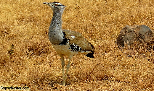 A kori bustard in Ngorongoro Conservation Area in Tanzania, Africa with Discover Corps