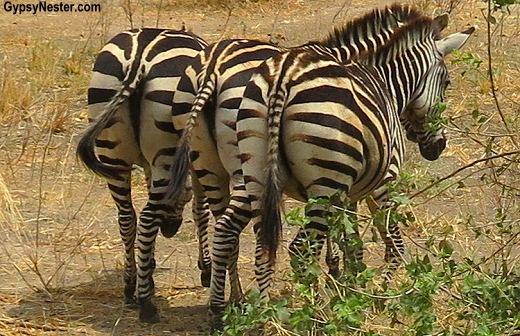 Are zebras black with white stripe or white with black stripes? This photo solves the mystery!