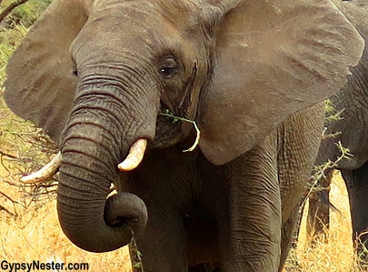 We got so close to the elephants in Tarangire National Park with Discover Corps.
