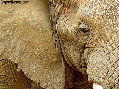 Close up of an African Elephant in Ngorongoro Conservation Area in Tanzania