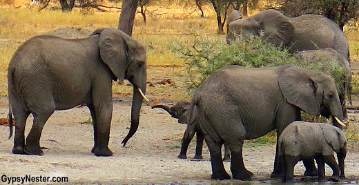 Baby elephants at Tarangire National Park in Tanzania Africa. So cute!