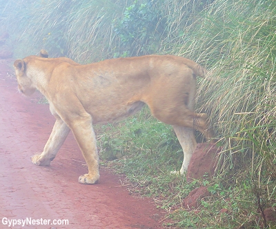 A lion in the grass on a misty morning in Tanzania, Africa. With Discover Corps