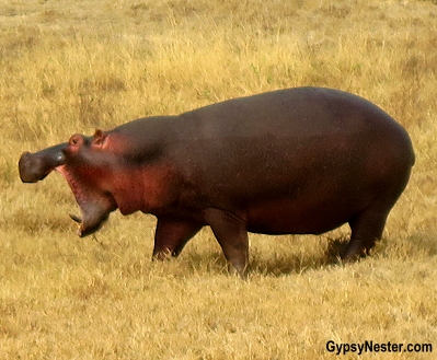 An angry hippopotamus in Ngorongoro Conservation Area in Tanzania, Africa with Discover Corps