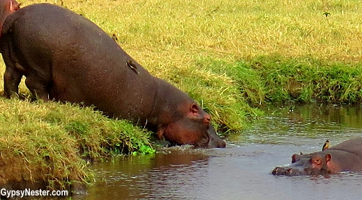 Hippos in a pond in Ngorongoro Conservation Area in Tanzania, Africa with Discover Corps