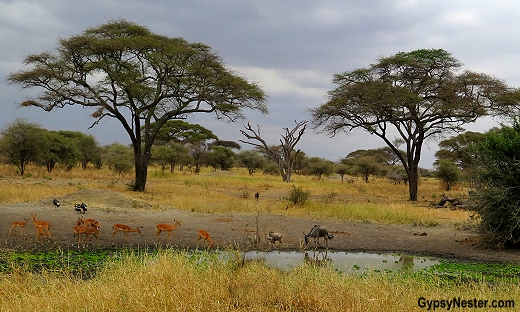 We enter Tarangire and almost immediately come upon a watering hole where warthogs, impalas, and wildebeests are getting a drink. 