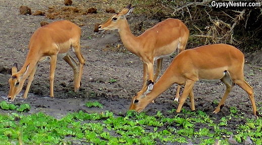 Impalas drink from a watering hole in Tarangire National Park in Tanzania Africa. 