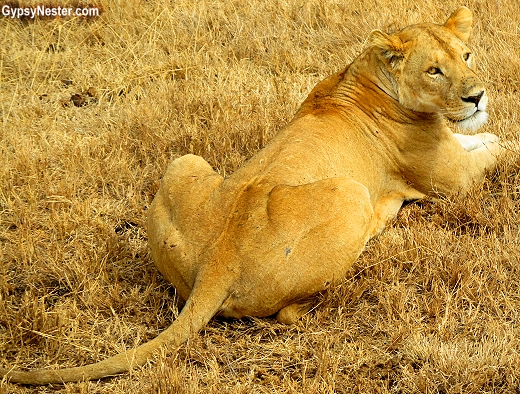 Lion in beautiful Ngorongoro Conservation Area in Tanzania, Africa with Discover Corps