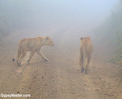 Lions in the mist in the Ngorongoro Conservation Area in Tanzania, Africa