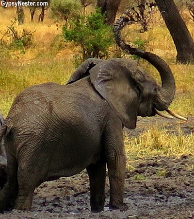 An elephant slings mud in Tarangire National Park, Tanzania, Africa