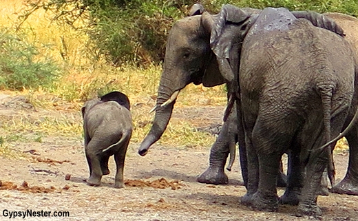 A naughty baby elephant gets disciplined in Tarangire National Park, Tanzania, Africa