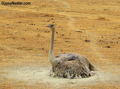 An ostrich sits on her nest in Ngorongoro Conservation Area in Tanzania, Africa with Discover Corps
