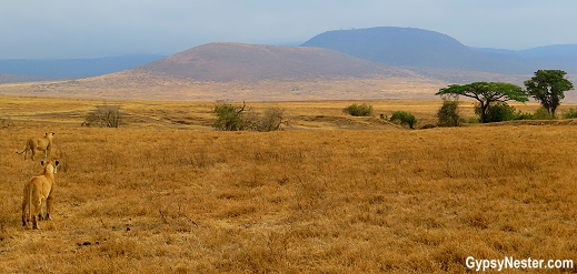 Lions in beautiful Ngorongoro Conservation Area in Tanzania, Africa with Discover Corps