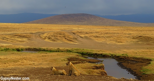 Lions in beautiful Ngorongoro Conservation Area in Tanzania, Africa with Discover Corps