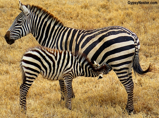 A baby zebra nurses in Tarangire National Park, Tanzania, Africa
