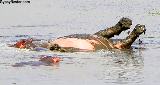 Paws up! A hippo rolls in the water in Ngorongoro Conservation Area in Tanzania, Africa with Discover Corps 