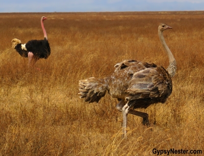 Ostrich mating in in Ngorongoro Conservation Area in Tanzania, Africa with Discover Corps