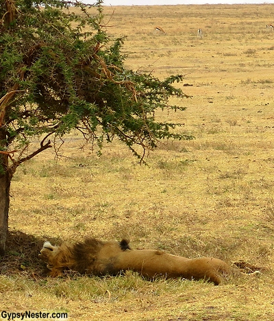 A lion lays on his back in beautiful Ngorongoro Conservation Area in Tanzania, Africa with Discover Corps
