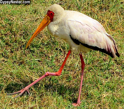 A yellow billed stork in Ngorongoro Conservation Area in Tanzania, Africa