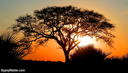 Stunning Africa acacia tree sunset in Tanzania