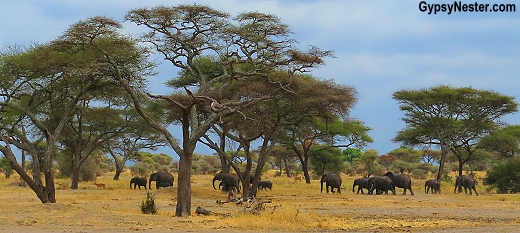 Beautiful Tarangire National Park in Tanzania, Africa