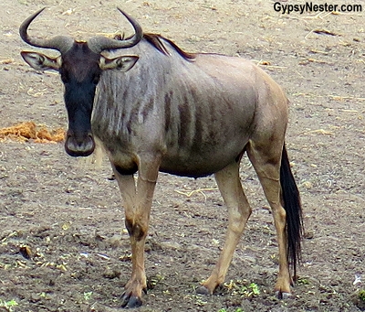 A wildebeest in Tarangire National Park in Tanzania Africa. 