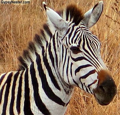 We got so close to the zebras at Tarangire National Park in Tanzania, Africa with Discover Corps