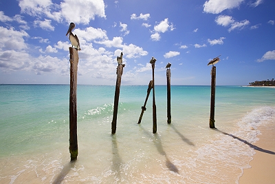 Pelicans in Aruba