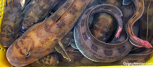 Jagalchi Fish Market in Busan, South Korea
