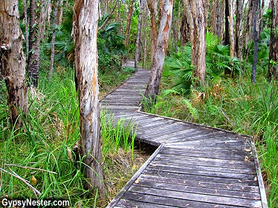 The Malaeuca trail in the Australian Everglades