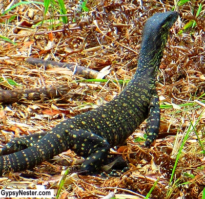 A monitor lizard known as a goanna in the Australian Everglades