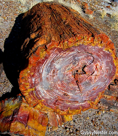 A Petrified log in The Petrified National Forest, Arizona