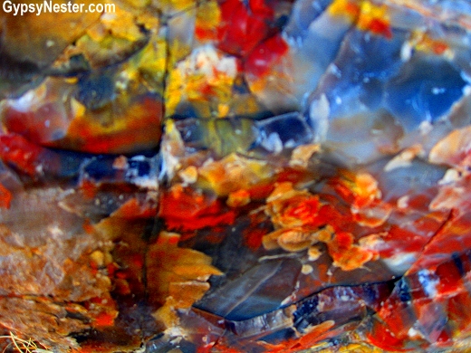 Petrified wood, up close in The Petrified Forest National Park of Arizona