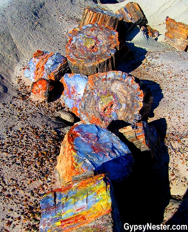 A tree in the Petrified Forest National Park in Arizona - beautiful!