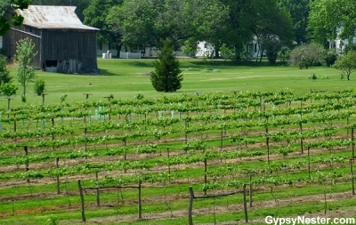 Baxter's Vineyard, Illinois Oldest in Nauvoo