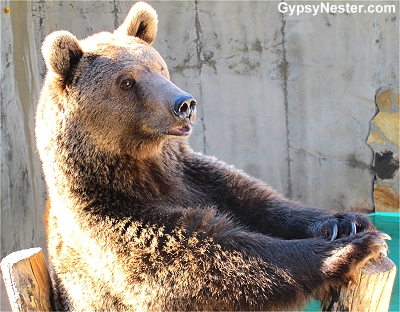 The GypsyNesters | The Black Forest Bear Park, Helen, Georgia