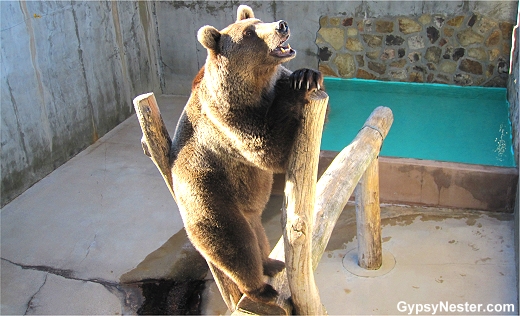 The GypsyNesters | The Black Forest Bear Park, Helen, Georgia