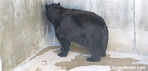 lack Forest Bear Park, Helen Georgia