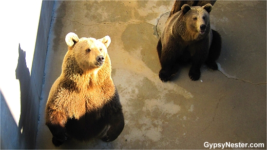 The GypsyNesters | The Black Forest Bear Park, Helen, Georgia