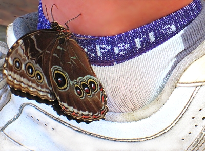 This butterfly loved my Thorlos in Costa Rica!