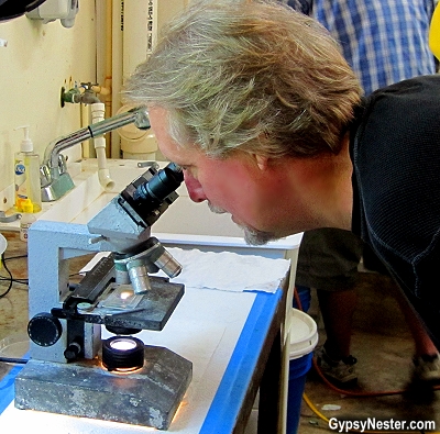 David takes a look at newly hatched clams under a microscope at Southern Cross Sea Farms, Cedar Key, Florida