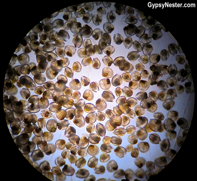 Newly hatched baby clams under a microscope at Southern Cross Sea Farms, Cedar Key, Florida