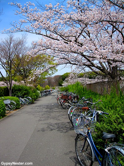 Cherry blossoms in Osaka, Japan!