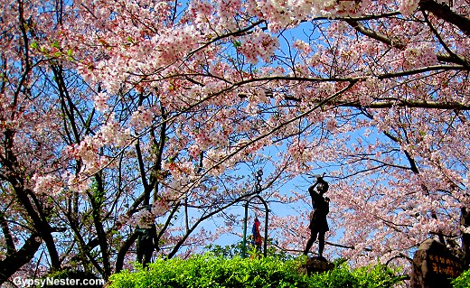 Cherry Blossoms flower outside of Nagasaki's Atomic Bomb Museum