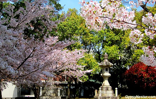 Cherry Blossoms flower outside of Nagasaki's Ground Zero Park