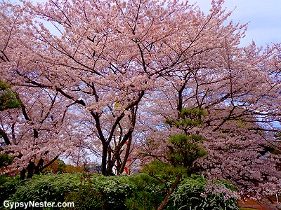 Cherry Blossoms in Osaka, Japan
