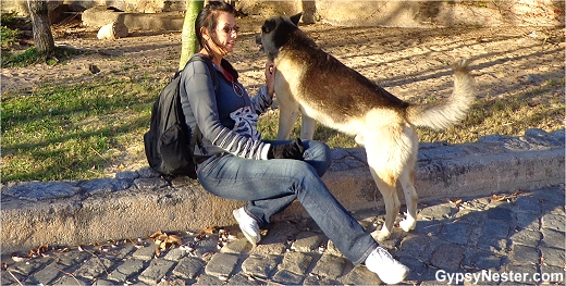 There are so many dogs in Colonia Uruguay!